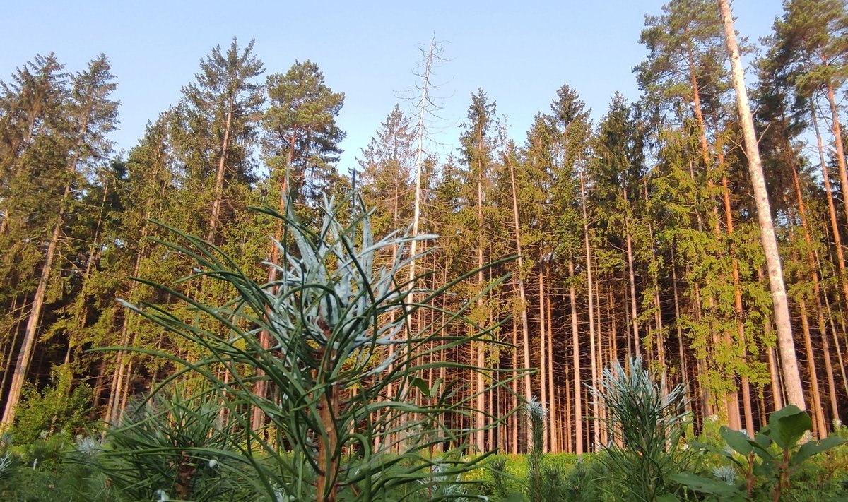 Vienas svarbiausių miškininkų darbų rudenį – medelių tepimas repelentais.