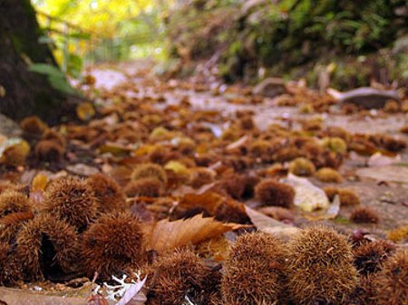 Šiuo metu gatvėse galima prisinkti labai daug kaštonų