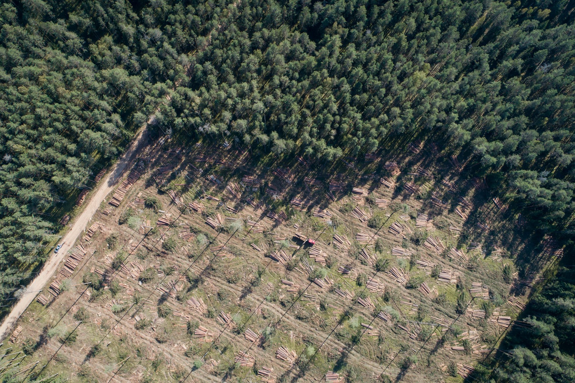 Lithuanian Forest Owners Dispute Protected Species Data, Service Defends Vetting