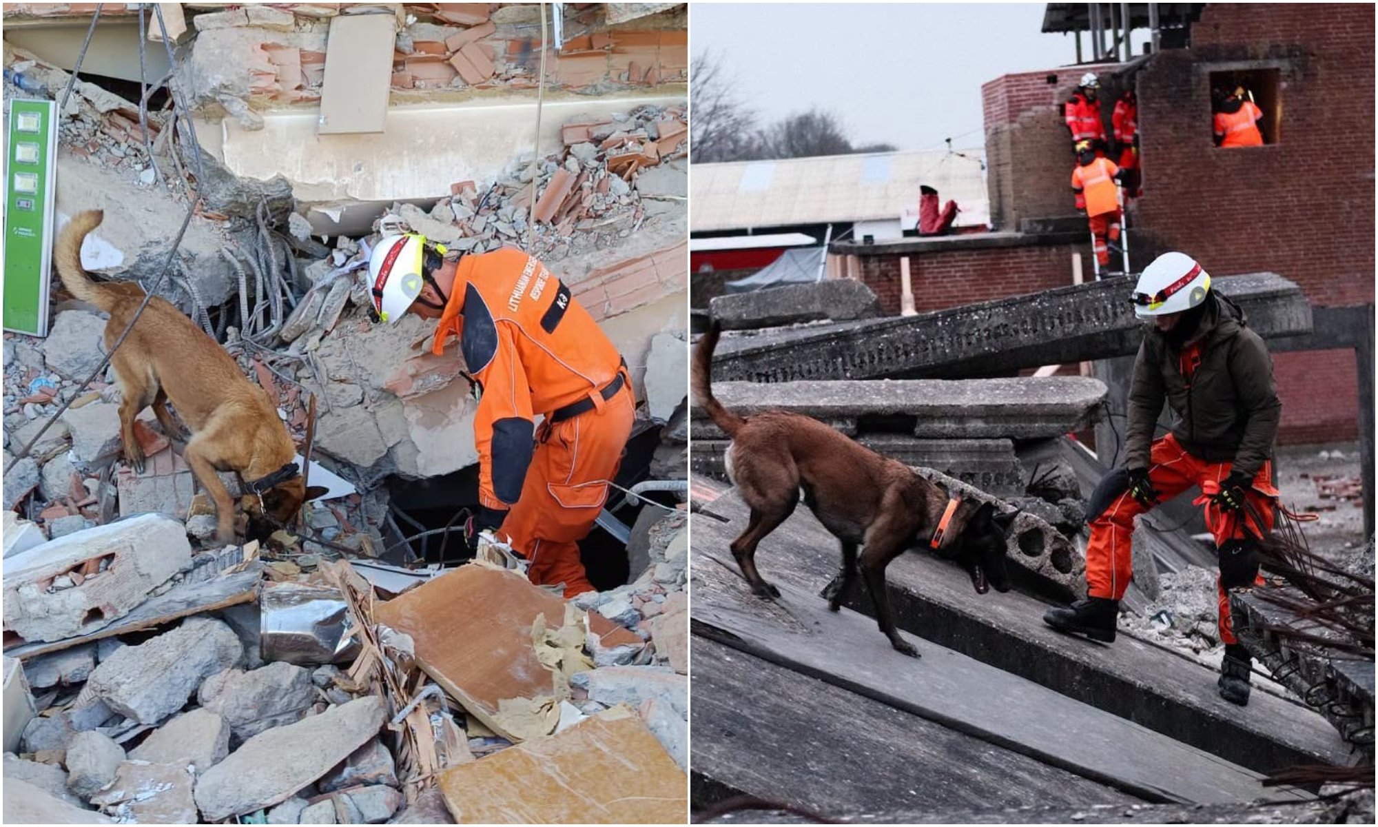 Dogs from Lithuania aiding rescue efforts in earthquake-hit Venezuela