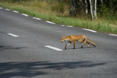 Keliu einanti lapė