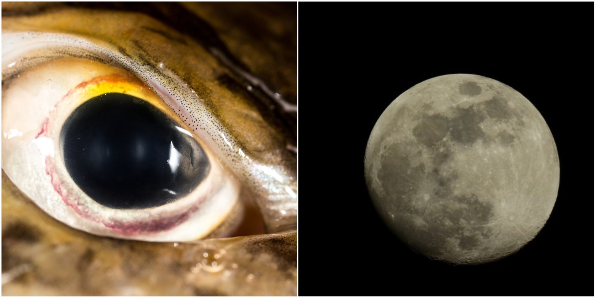 Apie lydekų kibimą, mėnulio fazes ir žmonijos pažangą