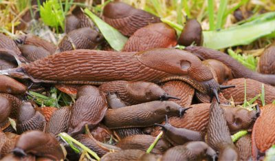 Luzitaninis arionas (Arion lusitanicus), Mažeikių raj.