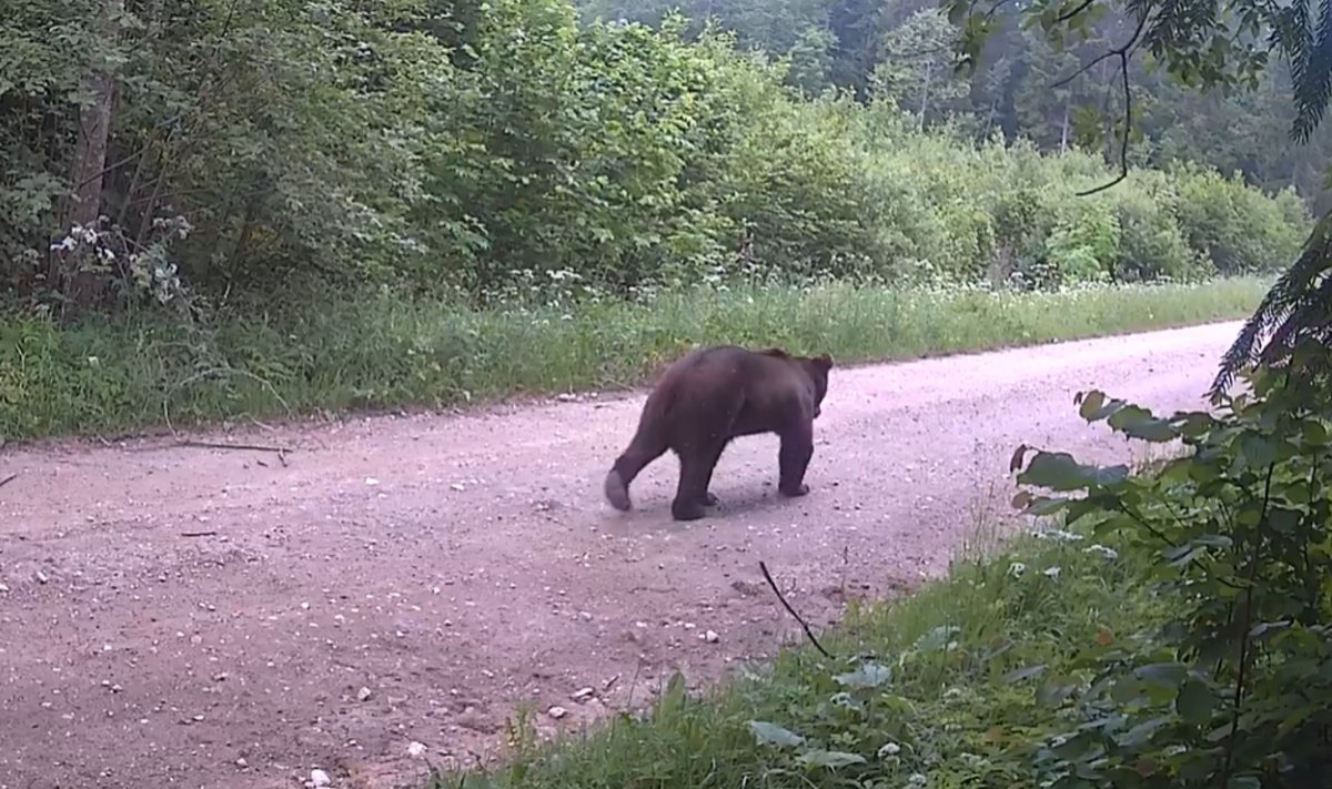 Meška Biržų girioje 