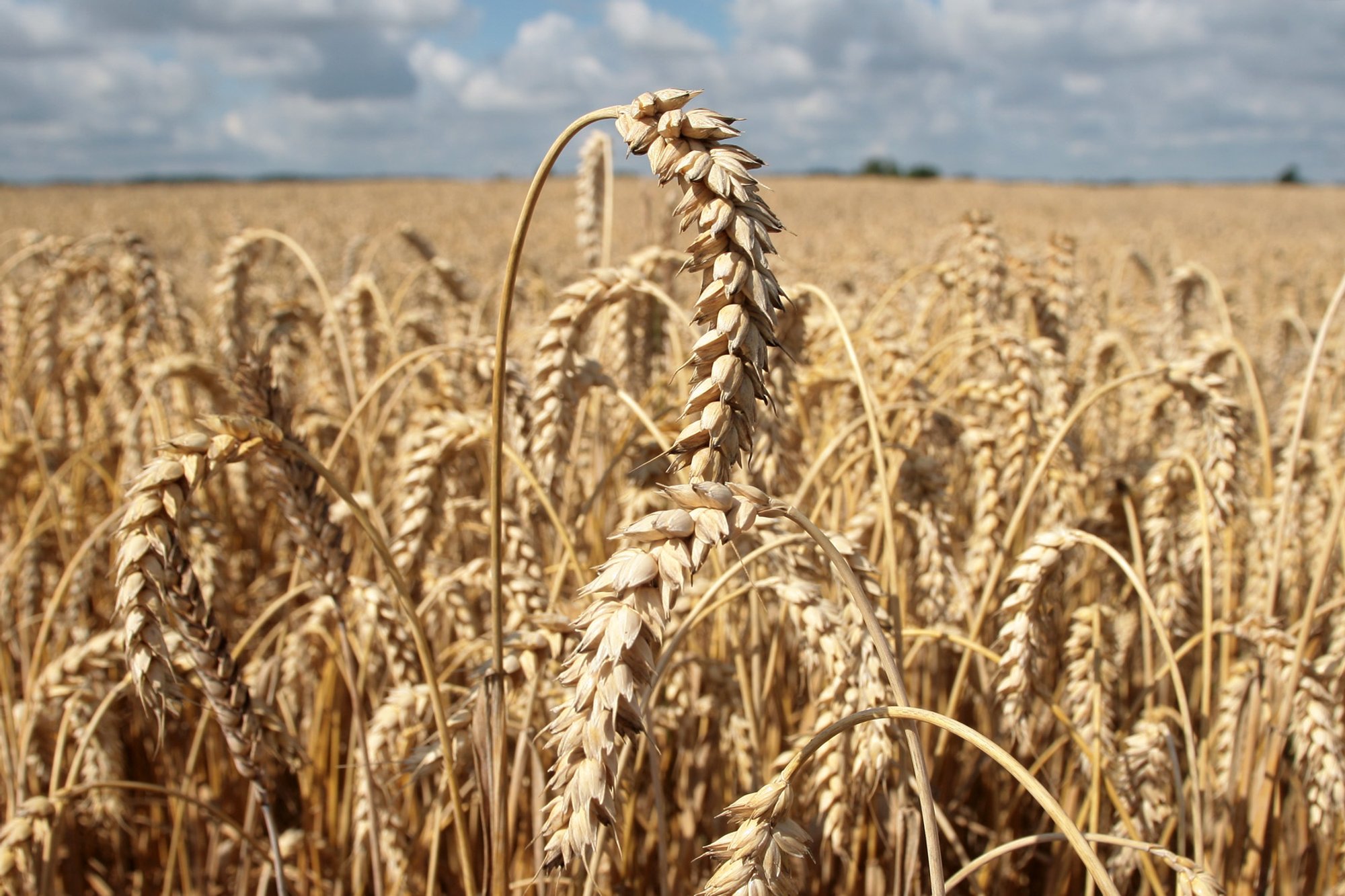 Fusarium Disease Threatens Lithuanian Grain Quality