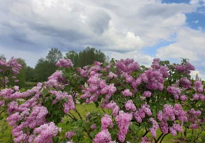 Vilniaus universiteto (VU) botanikos sodas nuotraukos