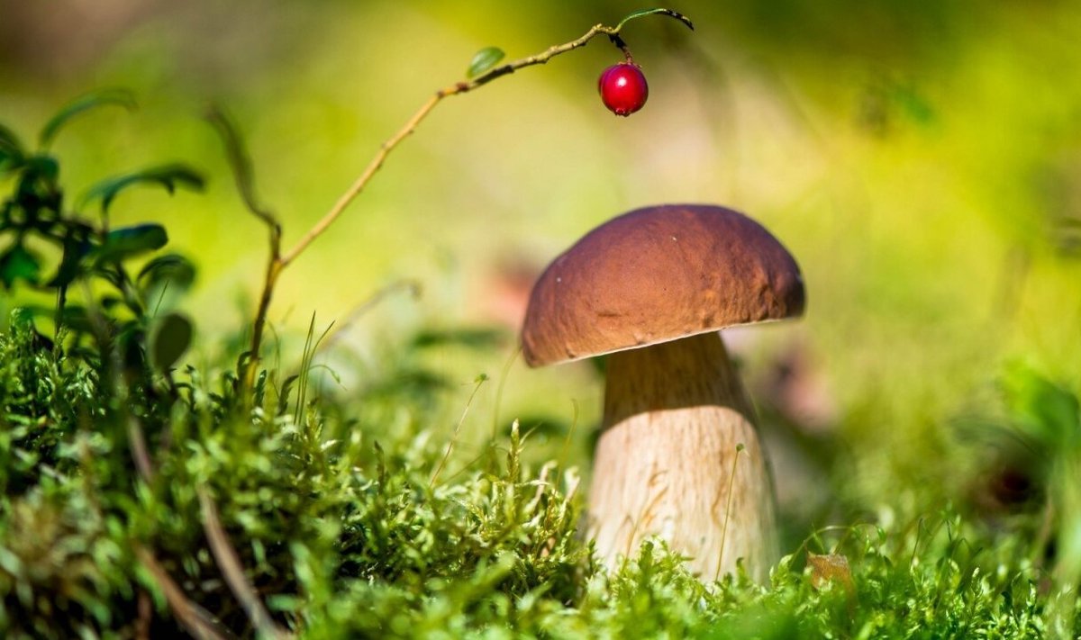 Toksikologas: net ir raudonikis, baravykas ar lepšis gali sukelti itin sunkius apsinuodijimus