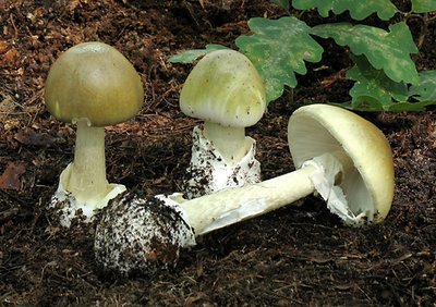 Žalsvoji musmirė (Amanita phalloides) -  nuodinga