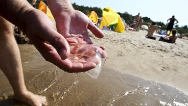 Lietuvos pajūrį užplūdo medūzos: ką reikia apie jas žinoti ir kas turėtų vengti kontakto