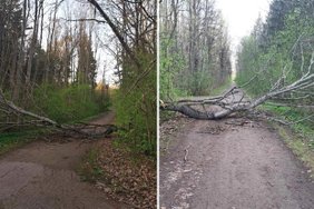 Per plauką nuo nelaimės: panevėžietei vaikštant miškelyje, vos neužgriuvo medis