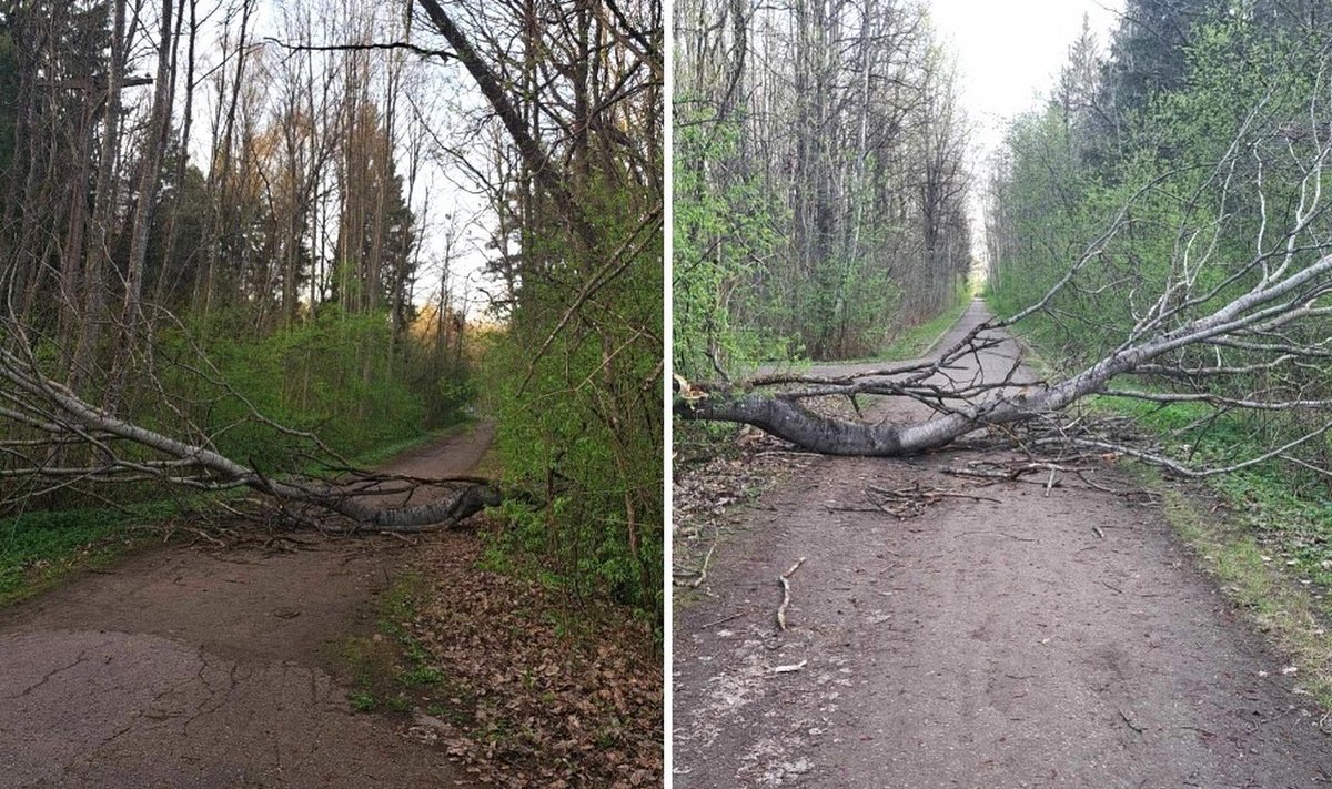 Panevėžietei vaikštant Staniūnų miškelyje, vos neužgriuvo medis