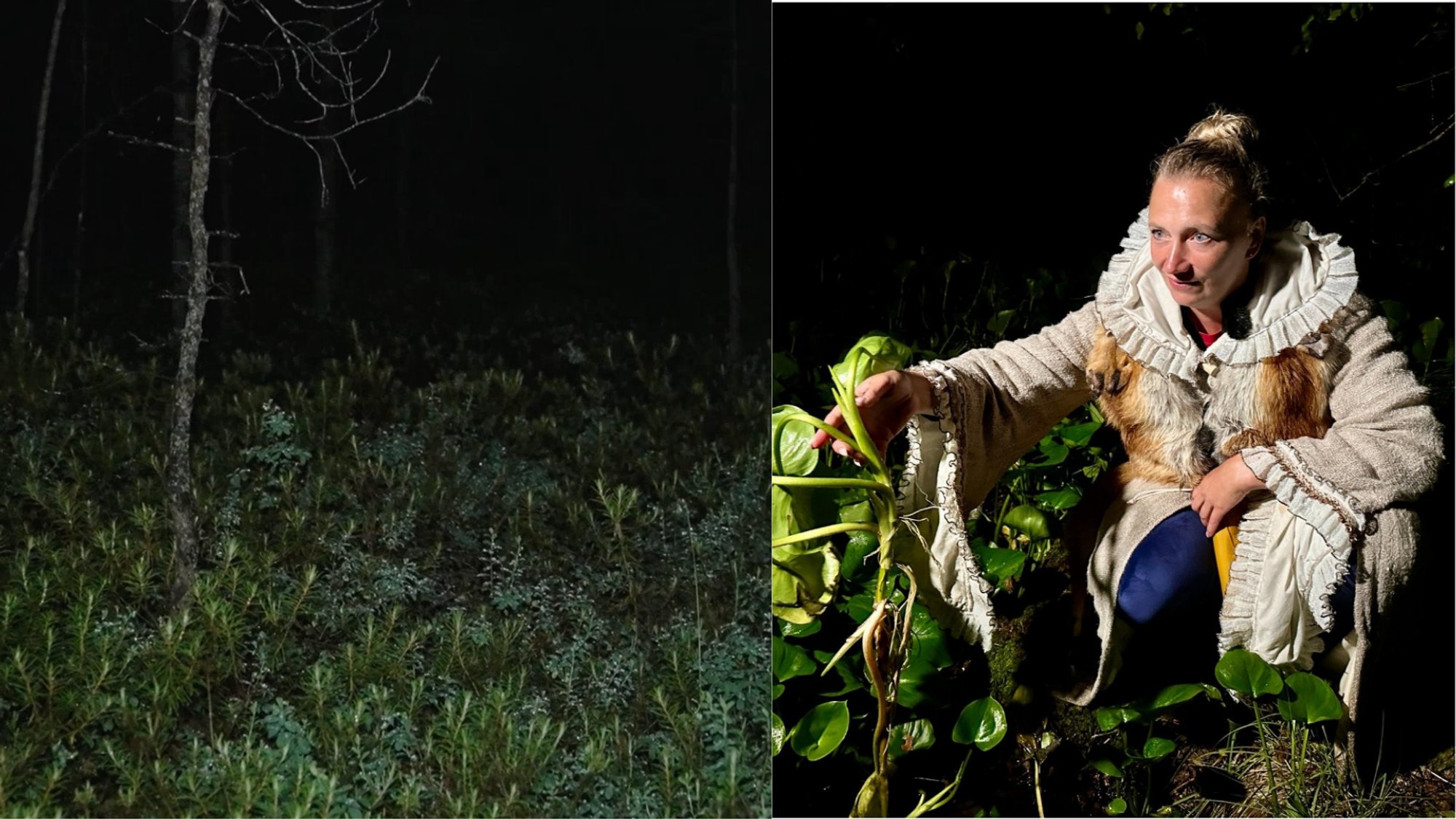 Lithuania's 'Haunted' Bog Trail: A Mix of Natural Beauty and Chilling Tales