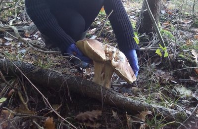 Miške skaitytojų rastas didžiulis baravykas