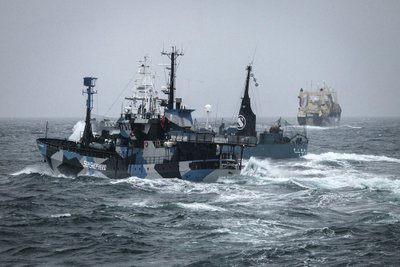 Laivų „Sea Shepherd“  ir  „Nisshin Maru“ susidūrimas