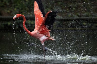 Flamingas