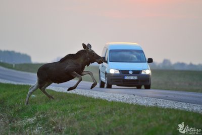 Atsargiai! Per kelią šoka neatsargus briedis