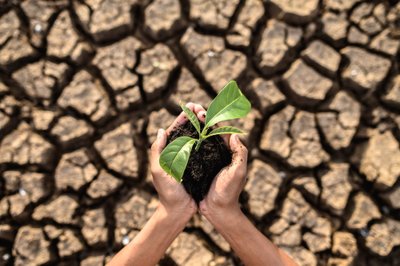 boy are stand holding seedlings are in dry land in a warming world.