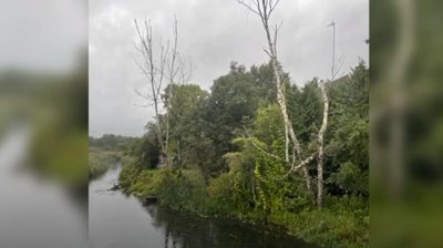 Nelaimė Zarasuose: ant vaiko užkrito medis