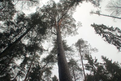 Ilgai teko įrodinėti, kad miškininko surasta pušis yra aukščiausia (asociatyvi nuotr.)