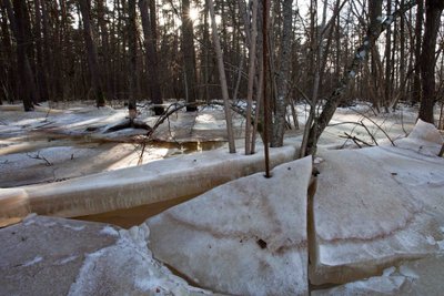 Žalgirių miškas