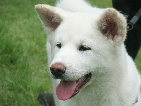 Japoniškasis Akita