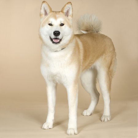 Japoniškasis Akita