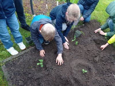 Šiaulių „Romuvos“ progimnazijoje užauginti agurkų daigai iškeliauja į lysvę VU Šiaulių akademijos Botanikos sode 