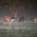 Įspūdingi rudens kadrai: saulės apšviestame rūke pasirodė danielių kaimenė