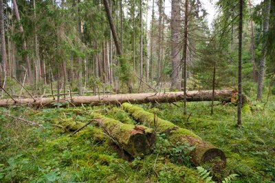 Ažvinčių girios rezervatas