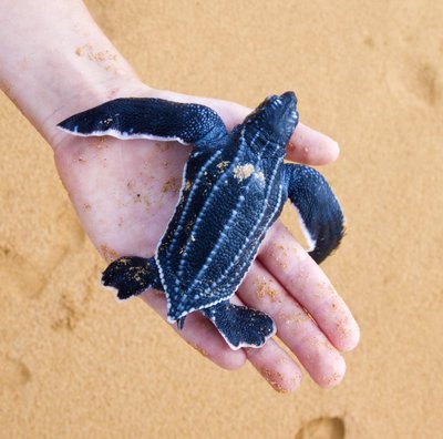 Kietaodis vėžlys (lot. Dermochelys coriacea)