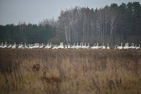 Kol lietuviai žavisi gulbių būriais laukuose, ornitologas išdavė netikėtų faktų