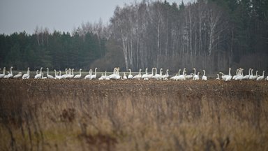 Kol lietuviai žavisi gulbių būriais laukuose, ornitologas išdavė netikėtų faktų