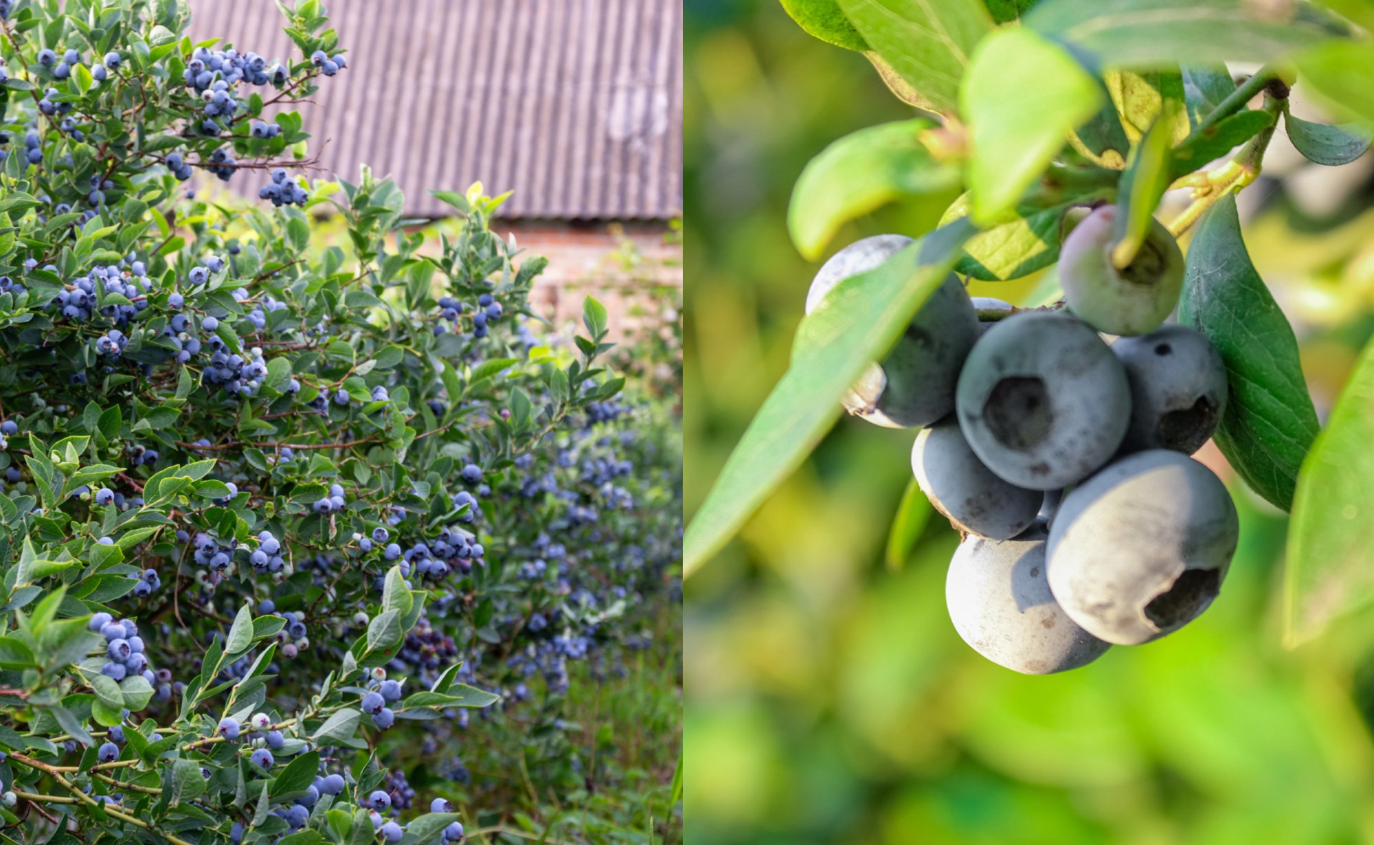 Blueberry Farms See Peak Picking Season Amid Varied Prices