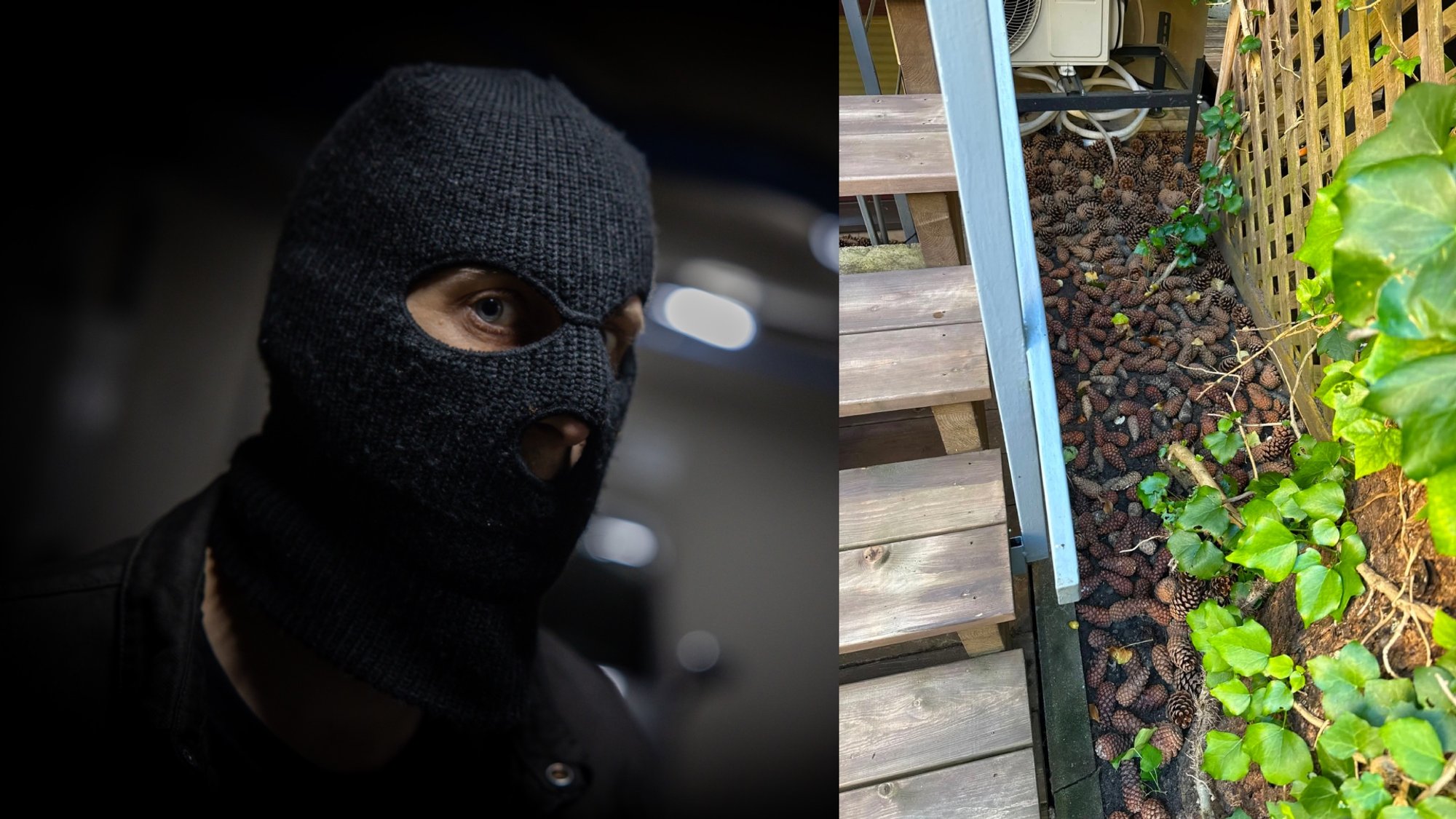 Absurd theft in Juodkrantė: If pinecones today, what tomorrow?