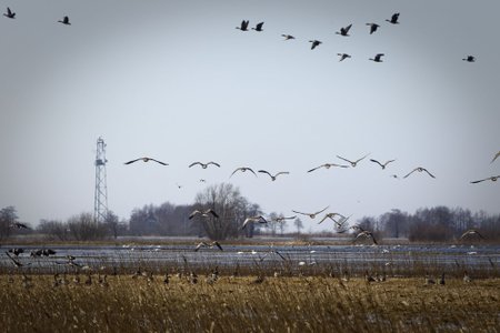 Prasideda paukščių migracija