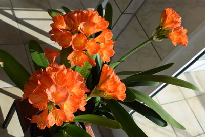 Clivia