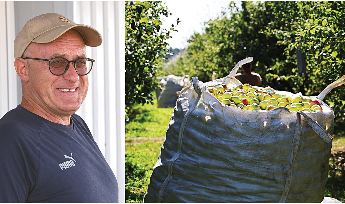 Didmaišyje telpa apie 700 kg obuolių