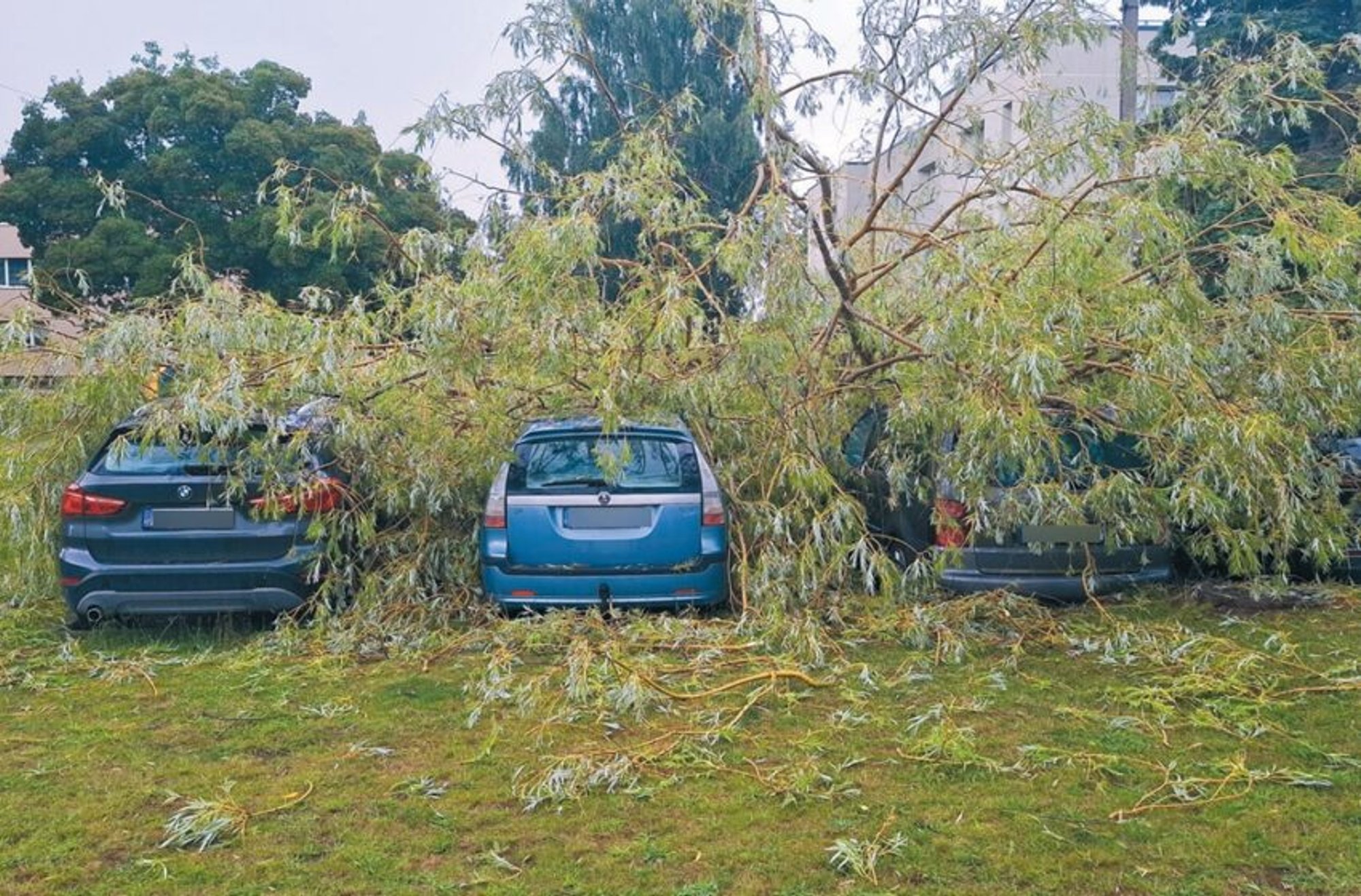 Lithuanian municipality investigates compensation claims after tree crushes cars