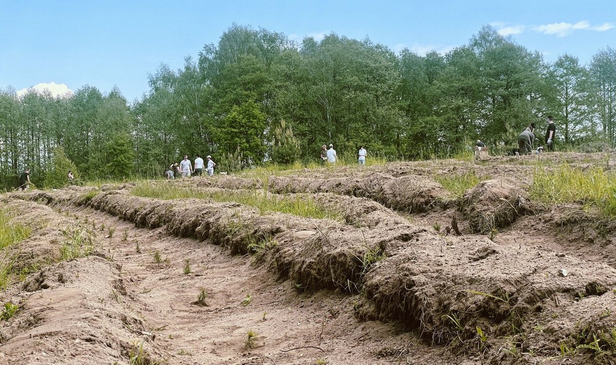 Vienaragių miškas