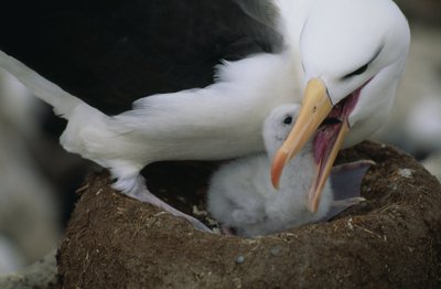 Juodakakčiai albatrosai ( lot. Thalassarche melanophrys)