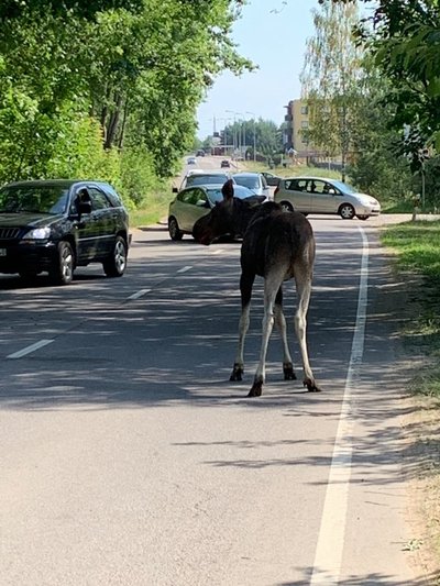 Partrenktas gyvūnas