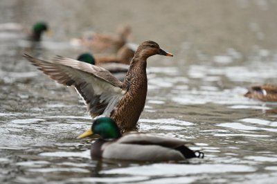 Lietuvoje įprastai žiemoja nuo 30 iki 40 rūšių vandens paukščių