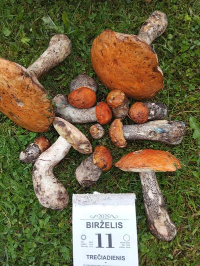 Grybai Panevėžio Žaliojoje girioje