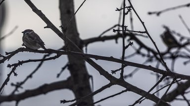 Orų prognozė: savaitė prasidės saulėtai, o vėliau atkeliaus lietus ir šlapdriba