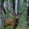 Prasideda tauriųjų elnių ir briedžių ruja: įspėja vairuotojus ir primena, kas pasikeitė dėl medžioklės