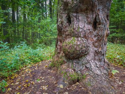  Rumšiškių pušis (Giedrės Streikauskaitės nuotr.)