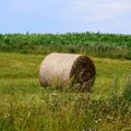 ŽŪM: dėl žurnalų bus tariamasi, bet šiuo metu jie turi būti pildomi