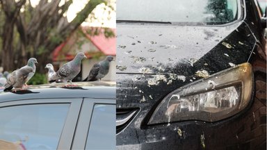 Paukščiai apdergė automobilį? Nedelsiant imkitės šių veiksmų, kad išvengtumėte brangių problemų