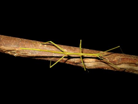 Vienas iš gyvalazdžių vabzdžių - matomas tik todėl, kad fotografuotas juodame fone ant vienos šakelės