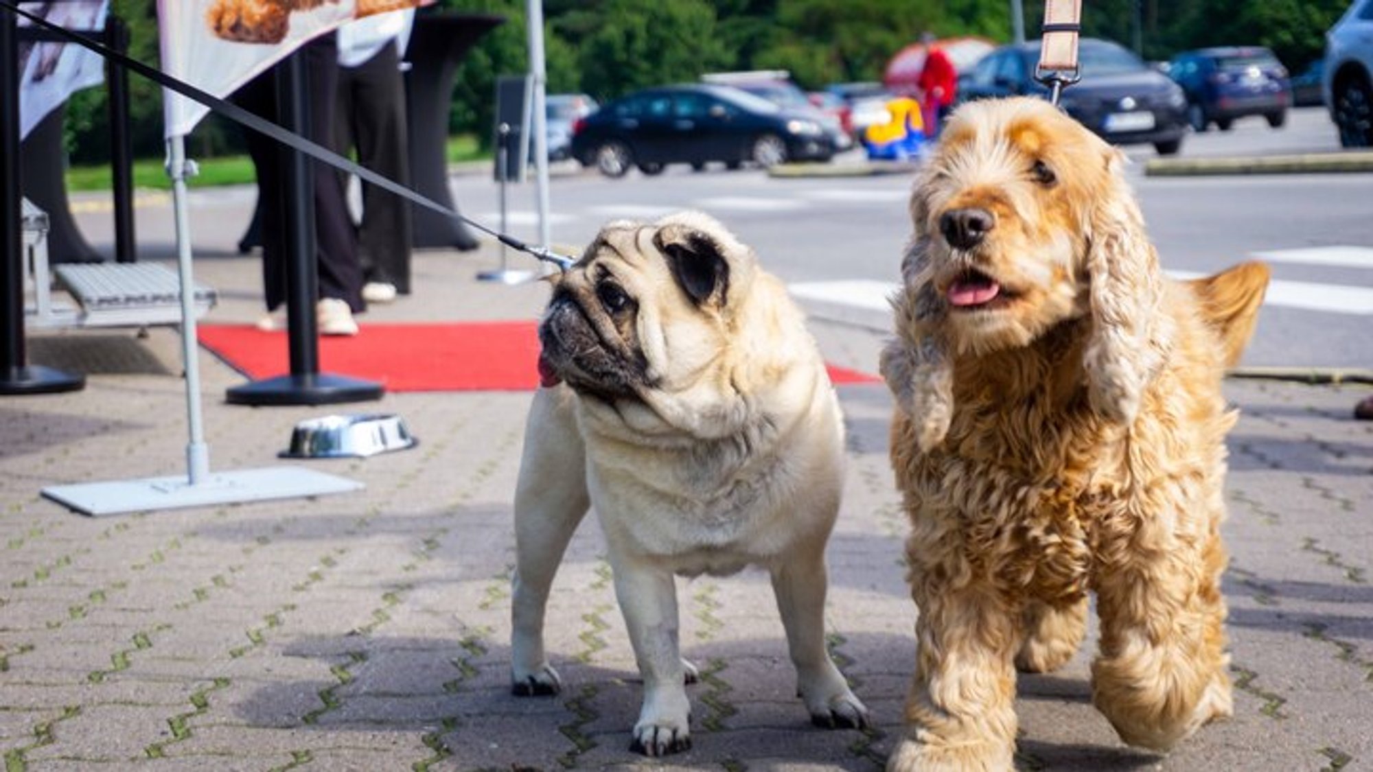 Nutrition Guide for Small Dog Breeds: What Owners Need to Know